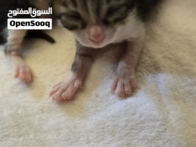 للتبني في عنيزة والقصيم 4 كتن امهم ماتت ، امهم شيرازي ابوهم بلدي