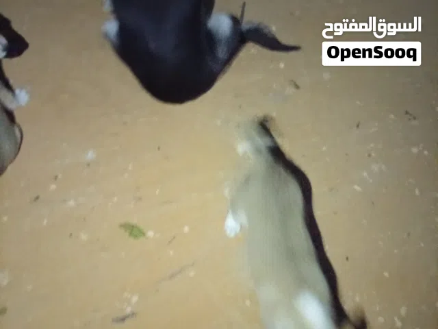 كلب للتبني