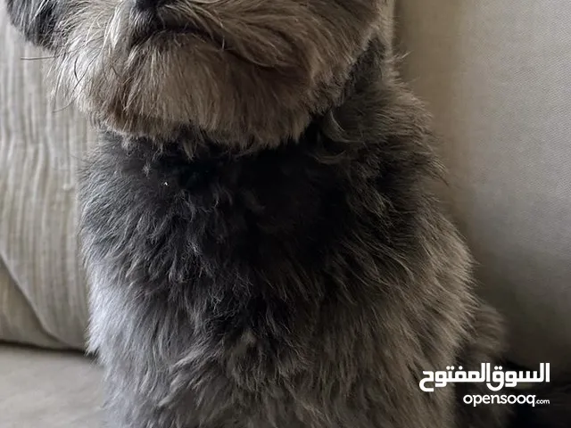 كلاب هايفينيز ذكر وانثى للبيع عمر 6 شهور مطعمين