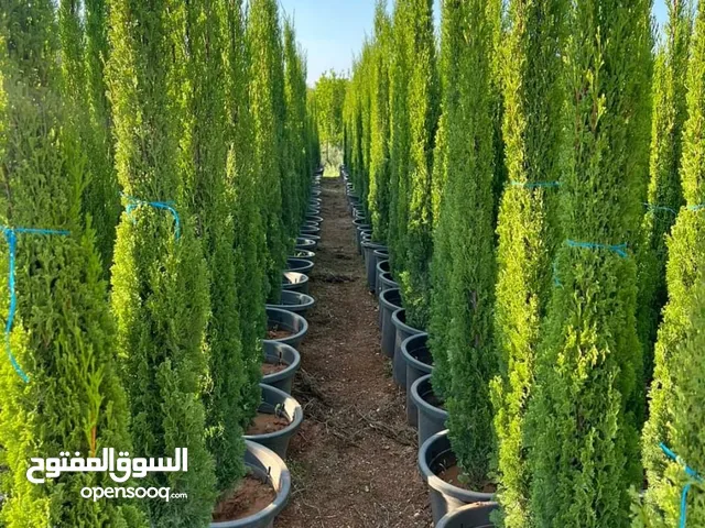 جميع أنواع الأشجار ( أشجار زينة - أشجار مثمرة )