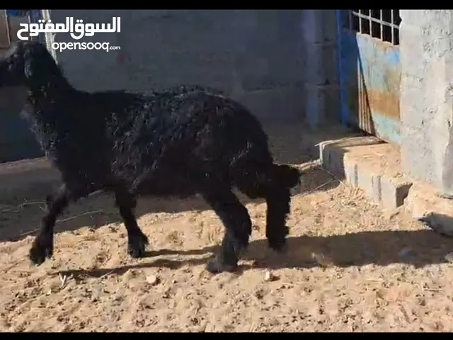 كبش نجدي للبيع عمرة 8 شهور سمين