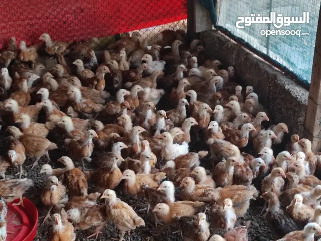 للبيع دجاج فرنسي البيور