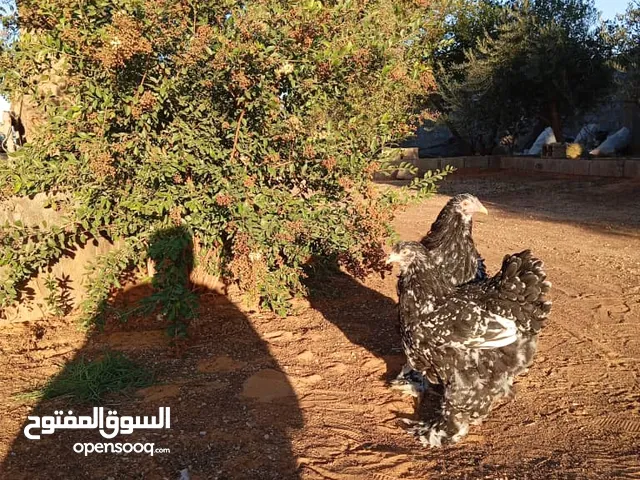 كوبيه براهما للبيع