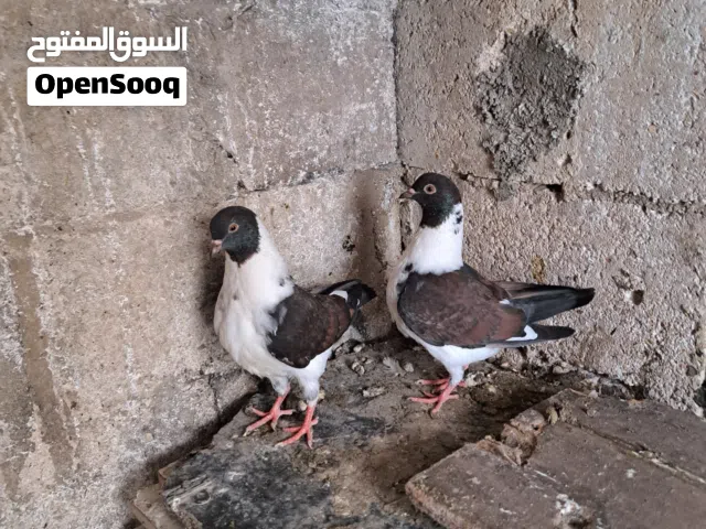 جوز سيكيات مخاليف وطيره نوريه سوده