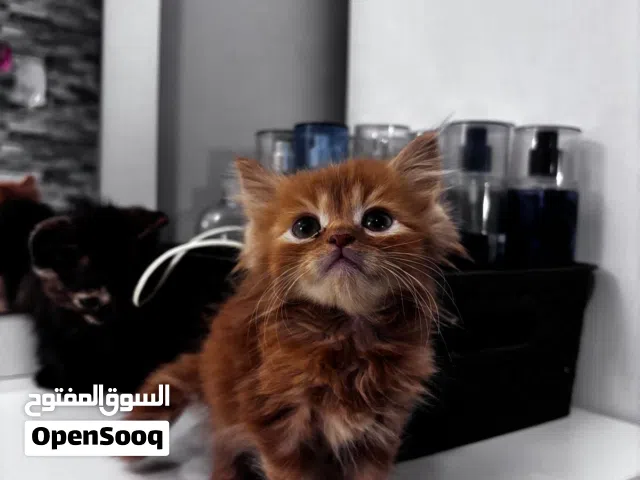 شيرازي العمر شهر ونص
