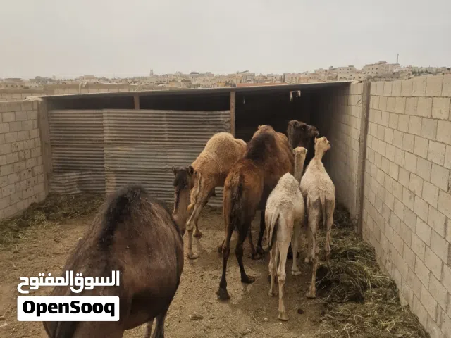 نياق لحم فل الفل وافيات الشروط مقفلات لحم