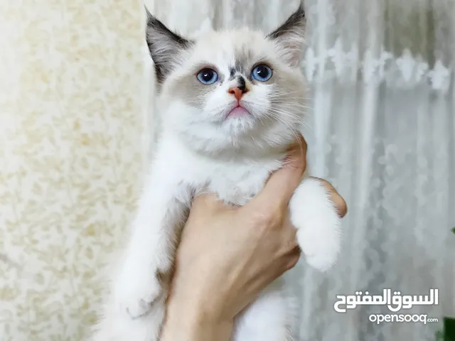 انثى بريتش