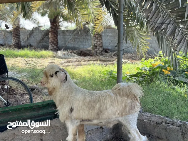 للبيع تيس فحل