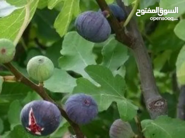 مشتل كرمواس إسباني ثلاث انواع