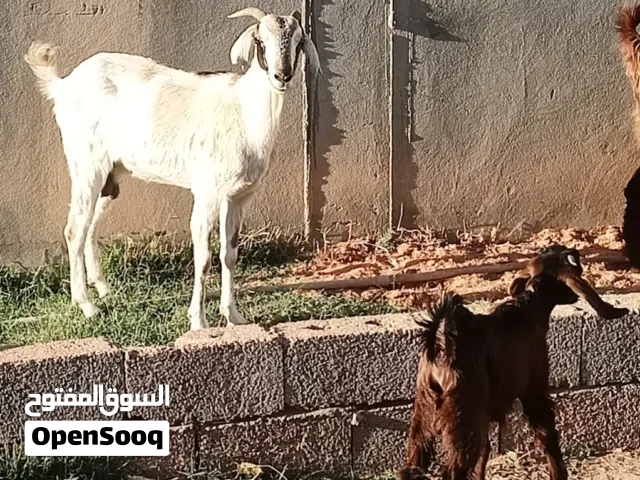 عنزة عشرة 3شهور ثومية تحتها جدي