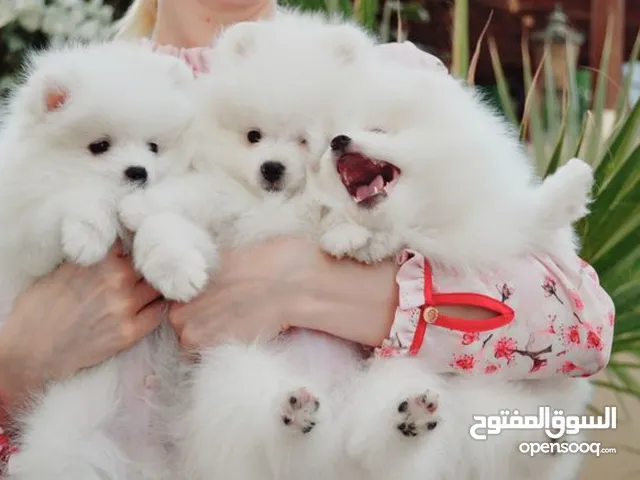 Pomeranian Puppies for sale and ready for a new home contact me for more information