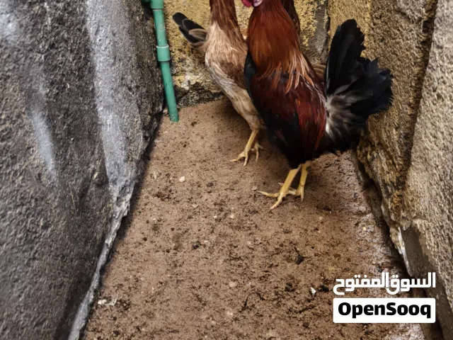 سلام عليكم سيت دجاج كويتي ديج شمسي ودجاج دندراوي