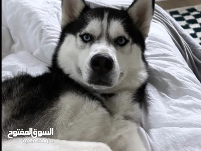 Female siberian husky good girl