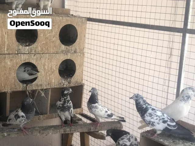 للبيع حمام