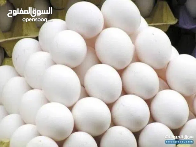 مطلوب طبقين بيض  بلدي مخصب لفقاسه  60 بيضه