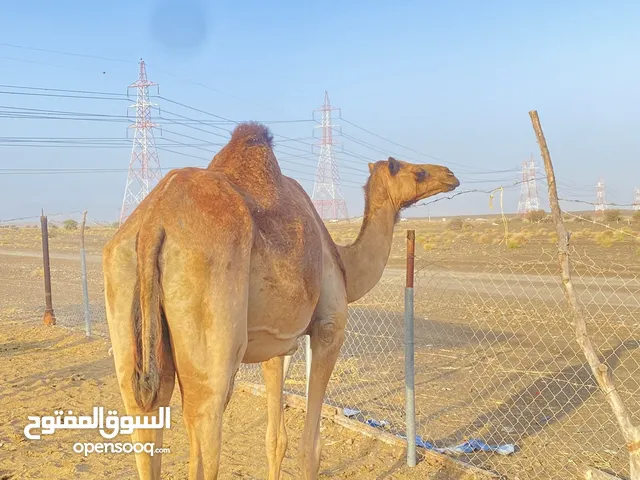 للبيع ناقه باطنيه تحتها بكره
