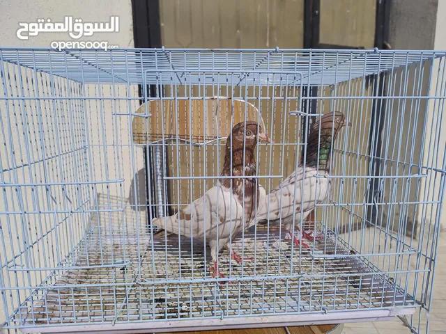 jaaldar original Pakistani kabootar