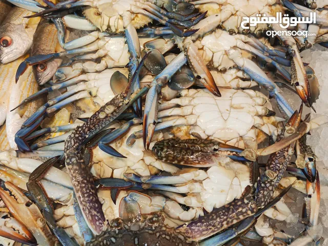 Running fishshop for salr