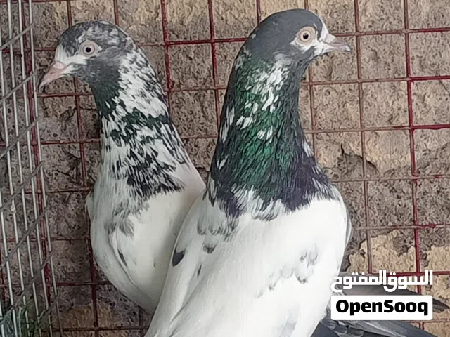البيع حمام تيدي128 بالجمله حبه5ريال