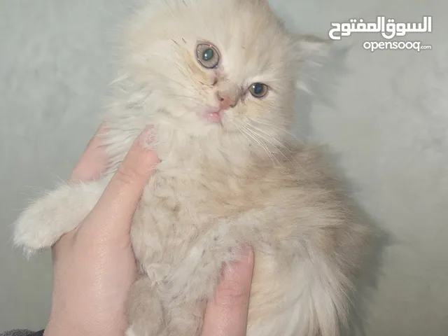 قطة انثى للبيع