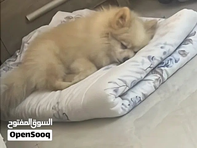 جولدن بو ميرانيان