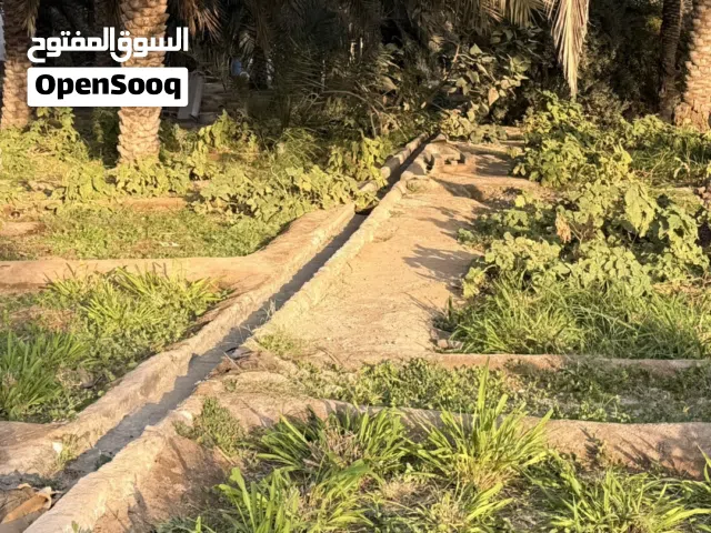 راعي البيع في منطقة العكتية