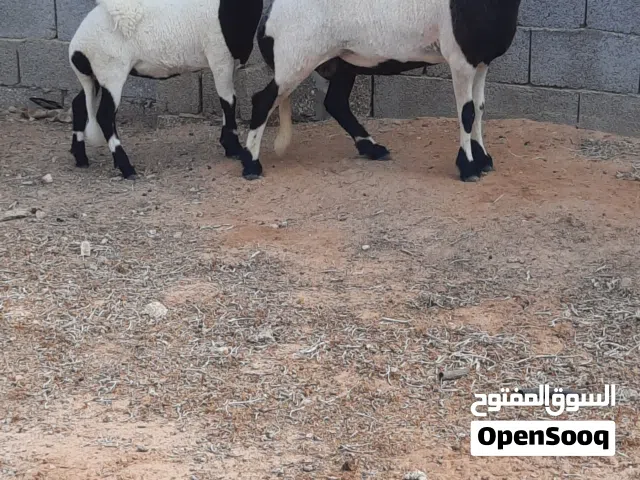 7 نعجات صغار