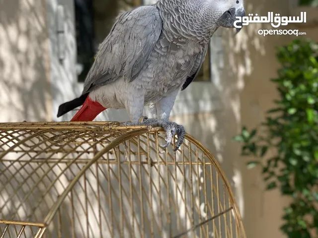 كاسكو كبير بالعمر 4 سنوات