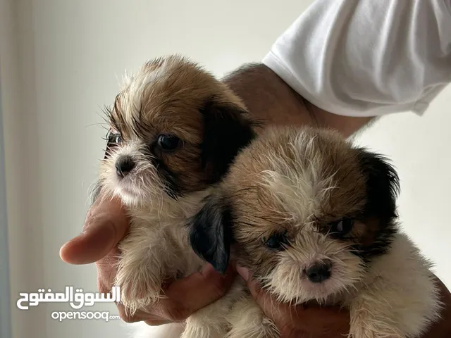 للبيع شيتزو عمر شهر و أسبوعين