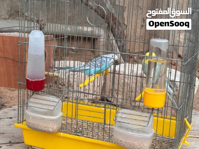 حوبيا باقلينو مصوقره اقرأ الوصف