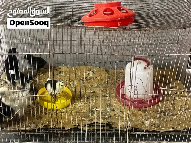 افراخ دجاج عرب