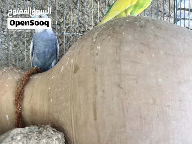 للبيع زوج كناري أو للبدل بزوج بط عماني