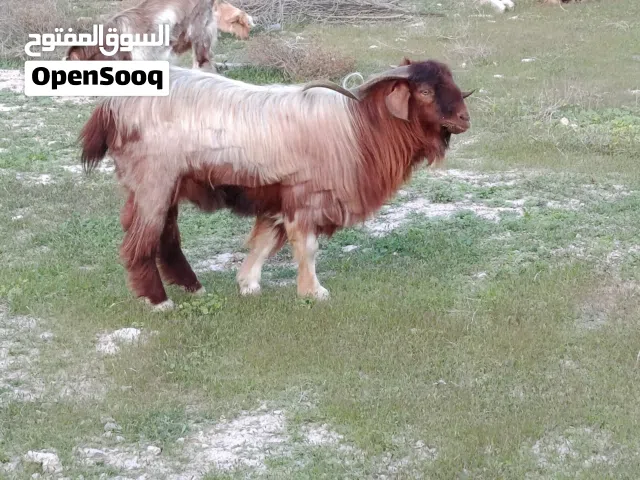 تيس عماني سمين