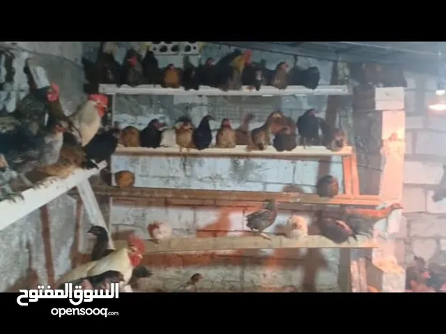 دجاج بلدي نخب أول