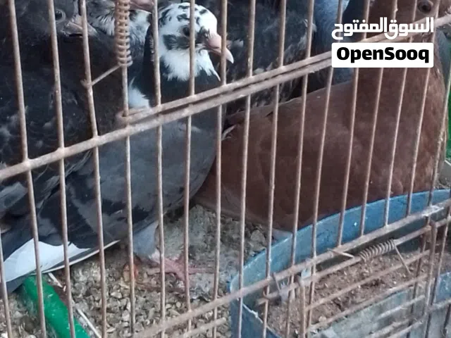 زغاليل بلدي حجم مرتب كبير