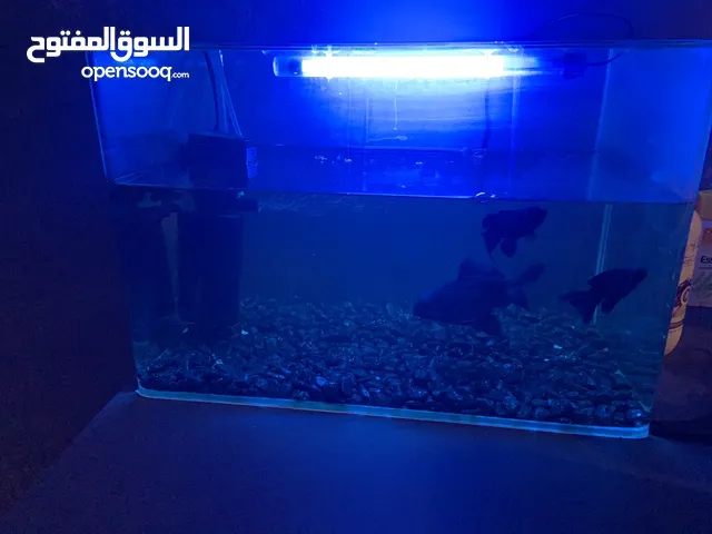 حوض سمك مع اسماك