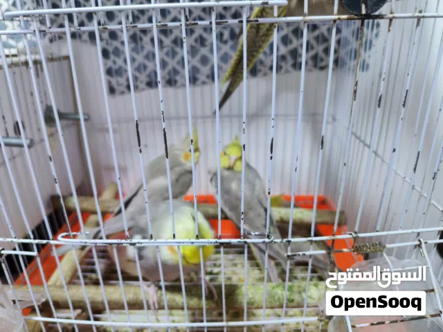 زوج كوكتيل