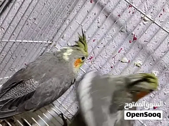 كوكتيل عدد 2اليفات حبشي عمر شهر صحة وخشونة ماشاءالله