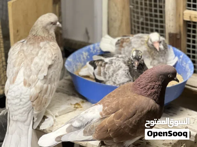 زوج  انتى هزازه  ودكر قلاب  بدون فروخ