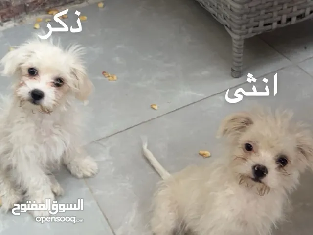 مالتيز للبيع التنين في 120