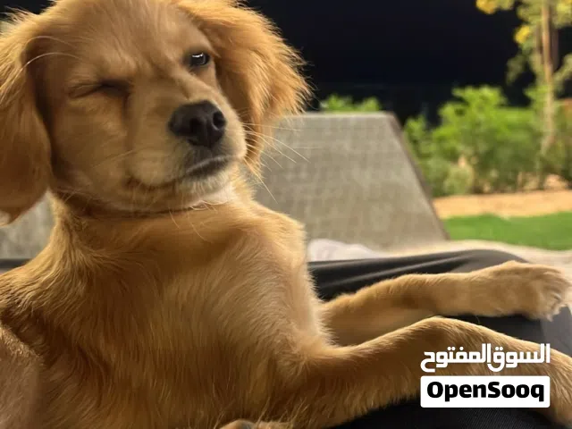 كلب Chocker spaniel