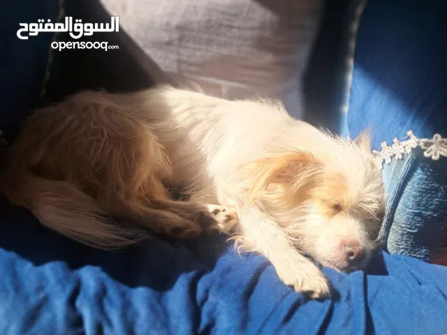 كلب لولو للبيع