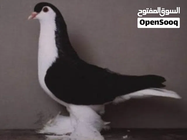 مطلوب حمام بطاريق