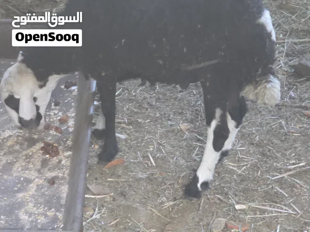 للبيع كبش سمين