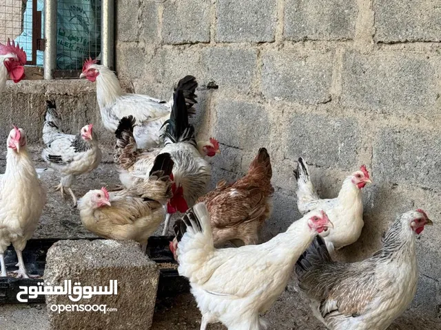 دجاج فرنسي بيور للبيع