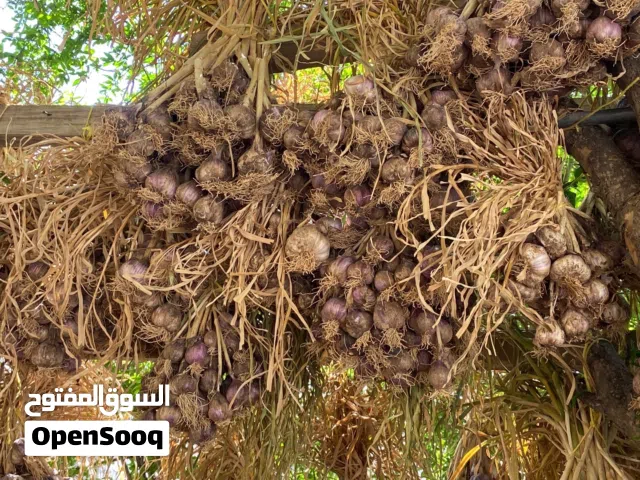 ثوم عماني للبيع