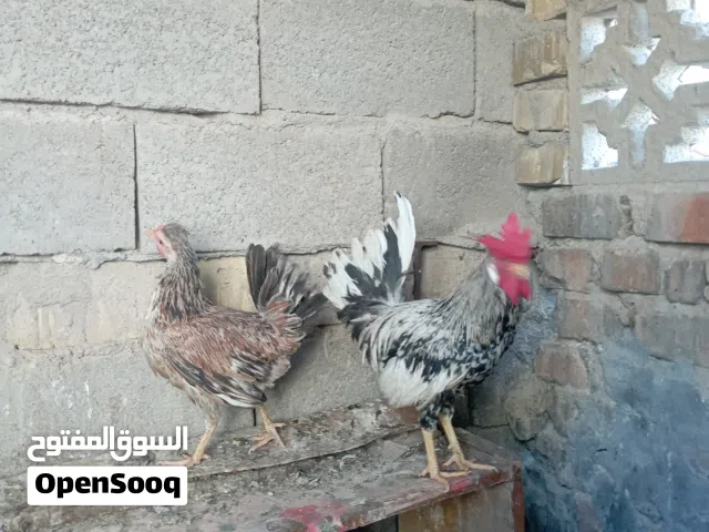 السلام عليكم ديج ودجاجه ماكنتوش حجم ناعم اول بيض الها بصره حيانيه