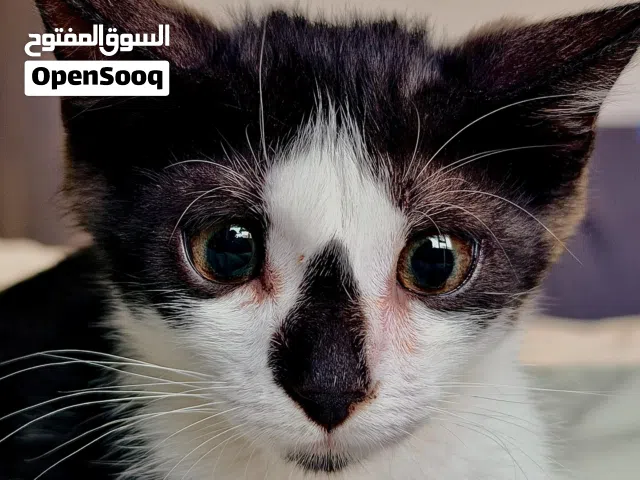 Stray Kitten for adoption