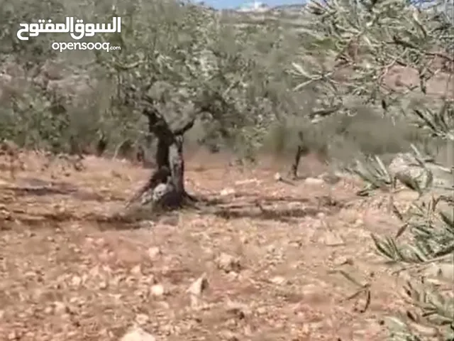 ارض للبيع في قروا بني زيد المساحه 14دونم طابو سلطه