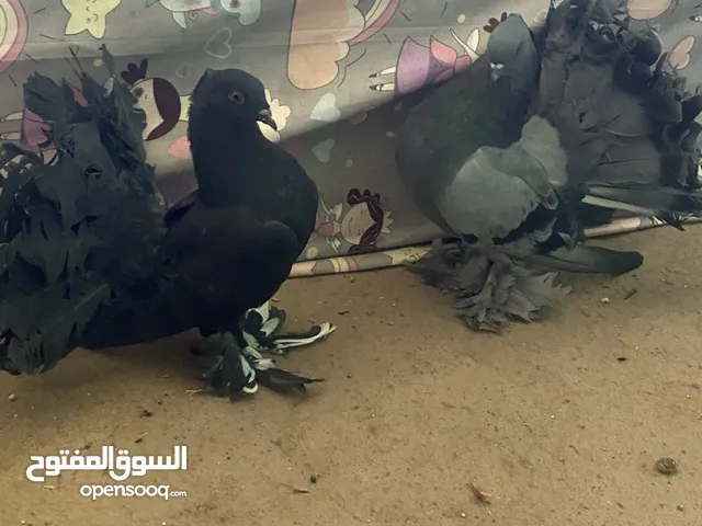 هنداويات عرايس
